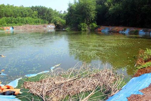 Bị 'tuýt còi', trang trại heo vẫn tiếp tục gây ô nhiễm