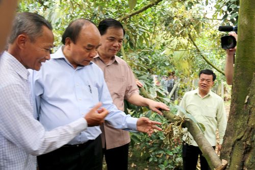 Thủ tướng Chính phủ Nguyễn Xuân Phúc khảo sát vùng chuyên canh sầu riêng tại Tiền Giang