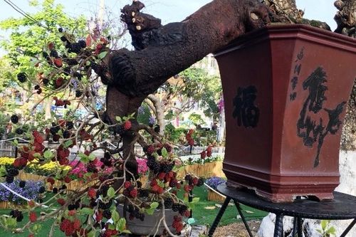 Loạt bonsai dáng quái, giá cả tỷ đồng khiến đại gia mê mệt