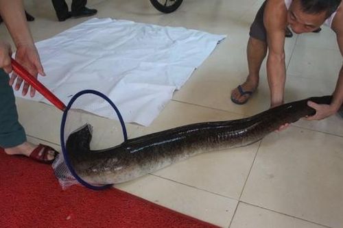 Người dân bắt được 2 con cá lệch 'khủng' trên sông Lam, bán giá 30 triệu đồng