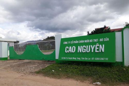 Công ty CP Chăn nuôi bò thịt-bò sữa Cao Nguyên bị phạt 70 triệu đồng vì gây ô nhiễm môi trường