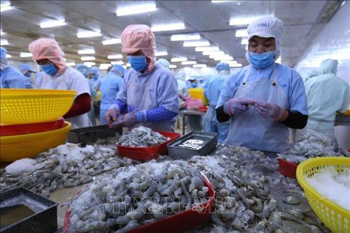 Xuất khẩu tôm dự kiến đạt 3,6 tỷ USD trong năm 2020