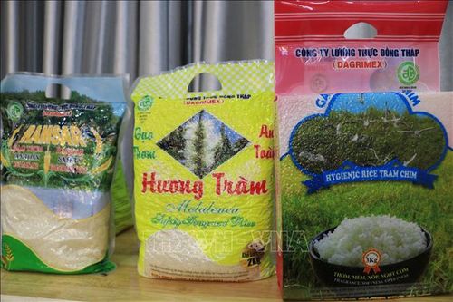 Công bố kết quả liên kết chuỗi giá trị lúa gạo dự án VnSAT