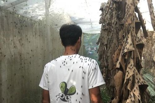 Nhiều nông dân thành tỷ phú nhờ nuôi…ruồi, ốc, ba ba, cá đặc sản