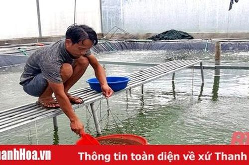 Hiệu quả mô hình nuôi chạch lấu