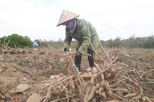 Krông Pa: Thoát nghèo nhờ biết cách làm ăn
