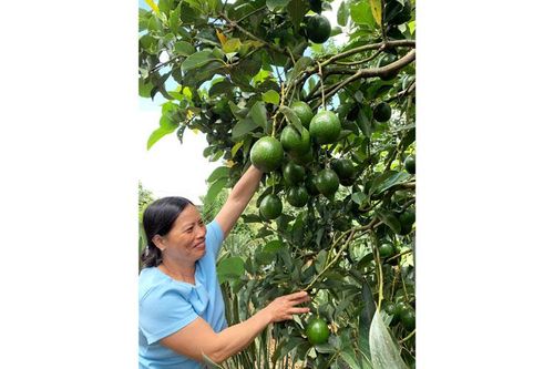 Mỗi tuần thu 1 tấn bơ booth cổ thụ