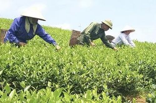 Toàn tỉnh có 34 làng nghề, HTX sản xuất, chế biến chè hoạt động hiệu quả