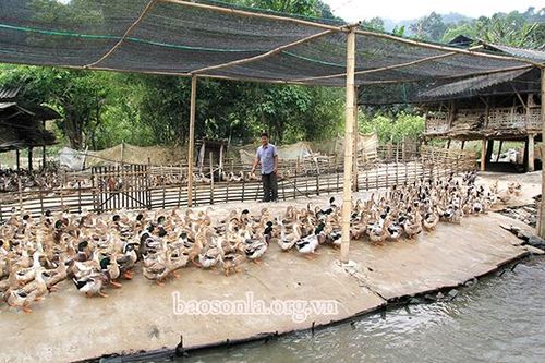 Mô hình chăn nuôi hiệu quả ở Chiềng Bôm