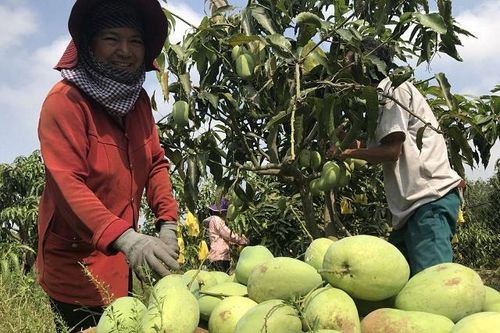 HTX Vân Hồ: Tự tin sản xuất lớn nhờ chú trọng bảo vệ môi trường
