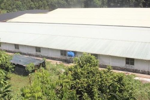 Quảng Nam: Người dân bị 'tra tấn' bởi mùi hôi của trang trại nuôi heo