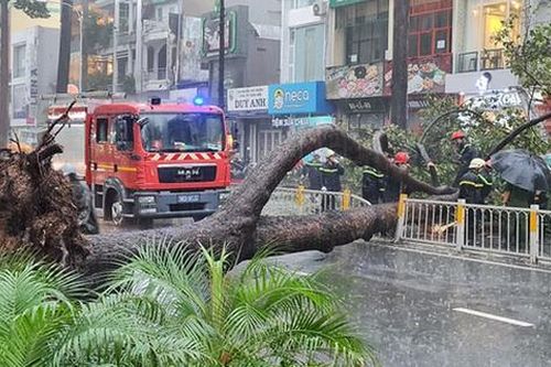 TP.HCM: Cây xanh bất ngờ bật gốc đổ ngang đường trong mưa to gió lớn, đè trúng 1 người đi xe máy