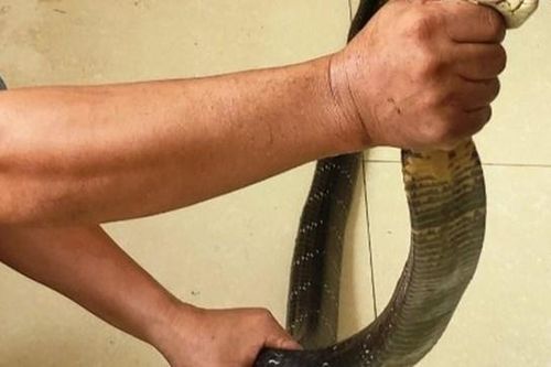 Thiếu nữ 19 tuổi bị khởi tố vì mua bán hổ mang chúa