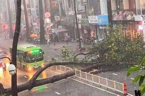 Cây ở TP.HCM đổ làm một người bị thương