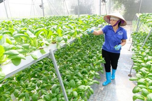 Thăm nông trang rau thủy canh 'ăn ngay tại vườn' ở Hà Nội