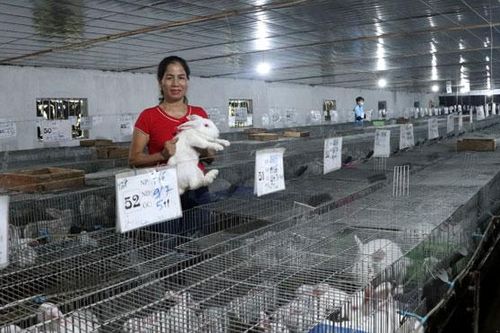 Phát huy vai trò hợp tác xã nông nghiệp