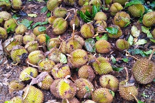 Mưa đá kèm lốc gây thiệt hại nặng ở Lâm Đồng