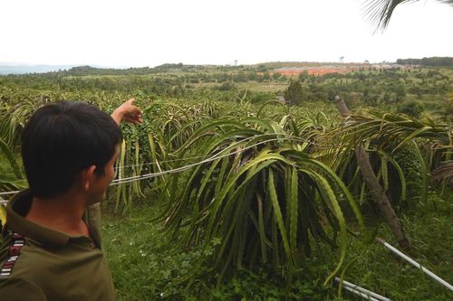 Trại nuôi heo gây ô nhiễm khu dân cư
