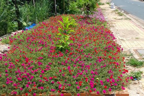 Hoa nở rộ trên tuyến 'đường rác' Bờ Sông