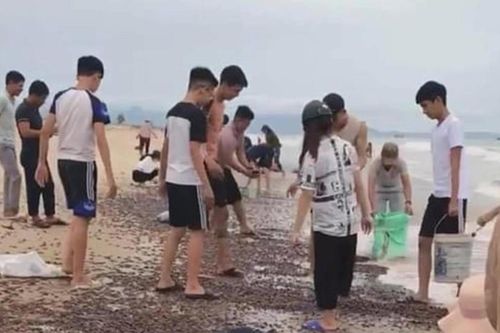 Ốc 'lạ' dạt kín đặc bờ biển Quảng Bình: Chi cục Thủy sản nói gì?