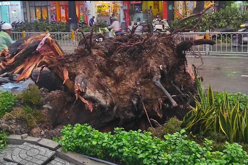 Cây xanh cao hơn 30m bật gốc, đè trúng người đi đường ở Sài Gòn