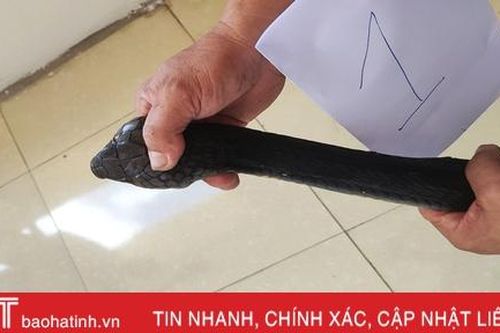 Bị bắt khi vận chuyển 2 con rắn hổ mang chúa nặng 6kg đi tiêu thụ