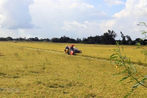 Tăng cạnh tranh cho các sản phẩm nông nghiệp hàng hóa chủ lực