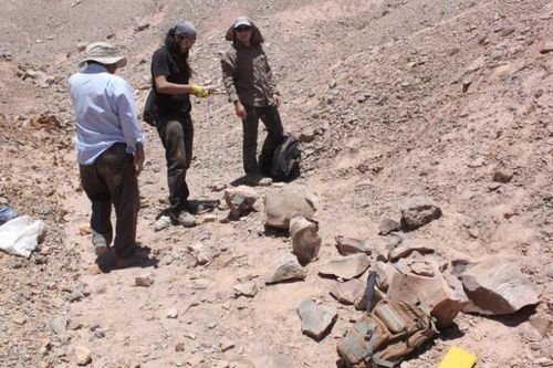 Chile phát hiện hóa thạch bò sát biển khổng lồ thuộc kỷ Jura