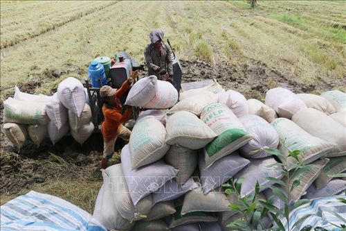 Giá lúa Thu Đông giảm từ 400-600 đồng/kg