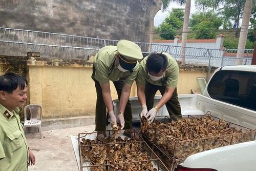 Lang Sơn: Vứt bỏ 6.000 con gà giống khi thấy lực lượng chức năng kiểm tra
