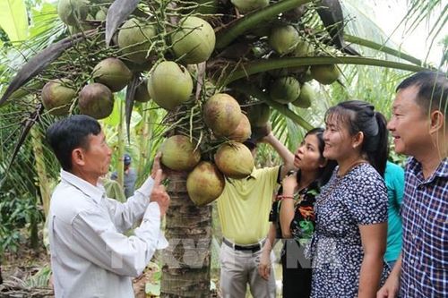 Trà Vinh khuyến khích mở rộng diện tích dừa hữu cơ