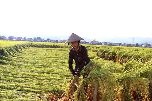 Chất lượng dịch vụ hạn chế