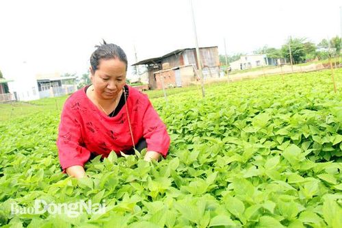 Nguồn cung giảm, giá rau tăng