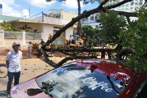 Pleiku: Cây xanh bật gốc đè nát đầu xe con