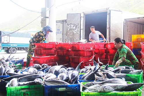 Tập trung đầu tư cơ sở hạ tầng nghề cá