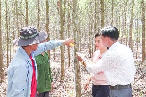 Chuyển hóa rừng trồng gỗ nhỏ sang gỗ lớn