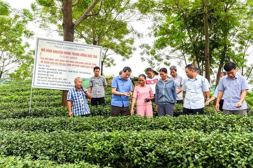 Tổng kết mô hình sản xuất chè an toàn