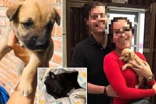 Mexico: Sự thật kinh hoàng về cặp đôi tốt bụng thường nhận nuôi chó con bị bỏ rơi