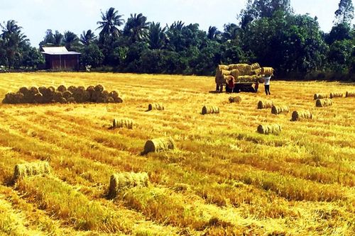 Việt Nam sẽ có mức tăng trưởng dương cao nhất trong ASEAN-5