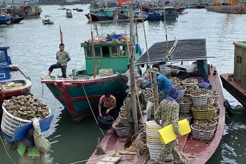 Ủy ban châu Âu sẽ không gỡ 'thẻ vàng' nếu còn tàu cá vi phạm
