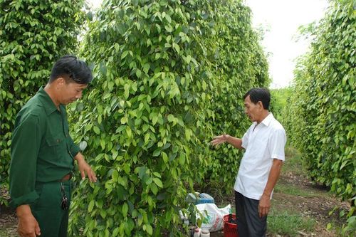 Hồi sinh cho những rừng tiêu