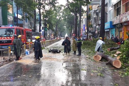 TPHCM: Người bị cây ngã đè ở quận 10 tử vong tại bệnh viện