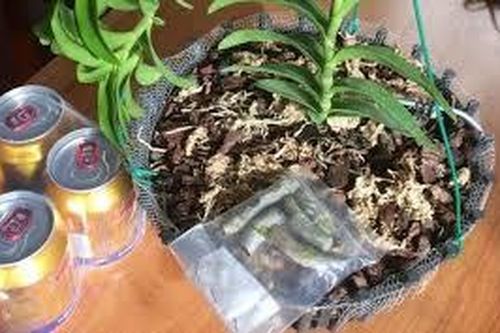 Thủ đoạn lừa đảo bán lan đột biến giả ở Lâm Đồng