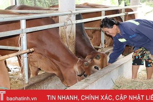 Quỹ Hỗ trợ nông dân – điểm tựa cho nhà nông xứ Cẩm