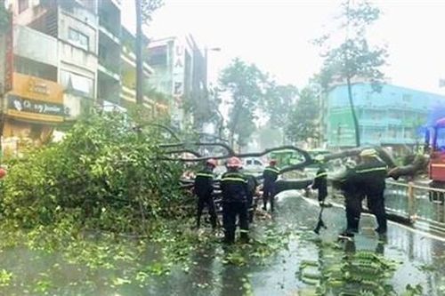 TP.HCM: Nạn nhân bị cây bật gốc đè lên người đã tử vong