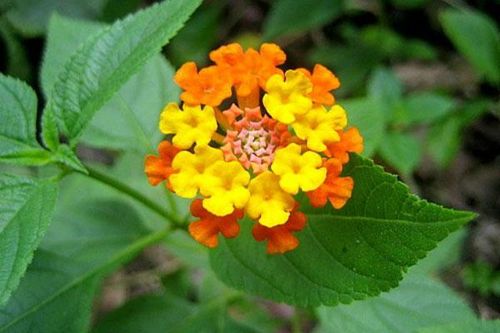 Cây thơm ổi có hoa luôn rực rỡ nhưng phải cảnh giác trước chất độc trong quả