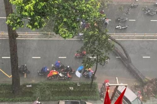 TP HCM: Nam thanh niên đang chạy xe máy bị cây xanh bật gốc đè trúng đã tử vong