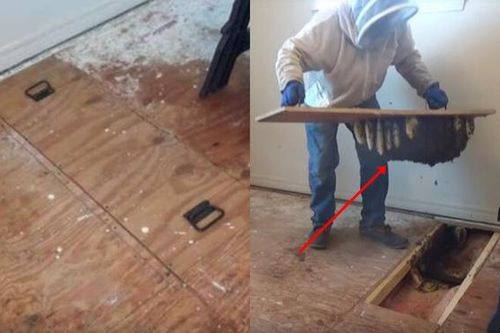 Nghe âm thanh phát ra từ miếng ván sàn, người phụ nữ gọi điện cầu cứu