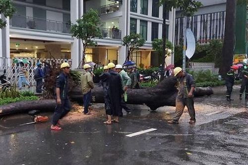 TPHCM: Cây xanh bật gốc đè trúng xe máy, nam thanh niên bị thương nặng