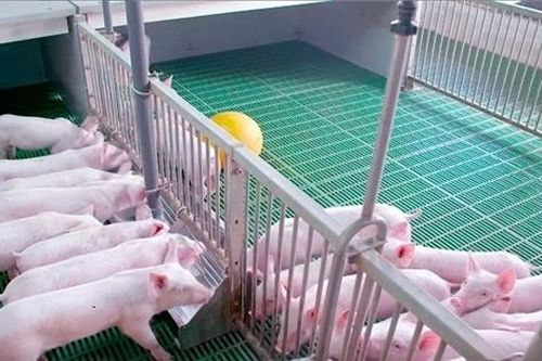 EVFTA với ngành chăn nuôi: Cơ hội mới chỉ là tiềm năng